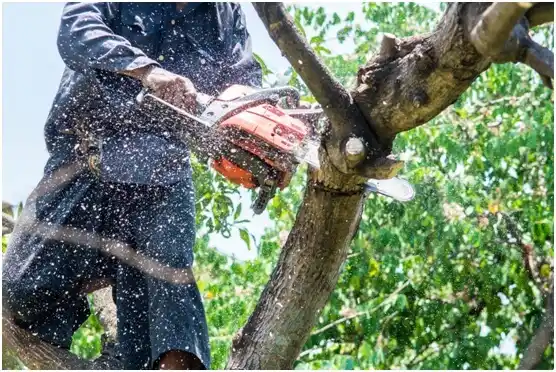 tree services Green Lane